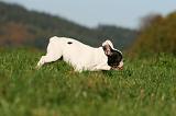 BOULEDOGUE FRANCAIS 1157